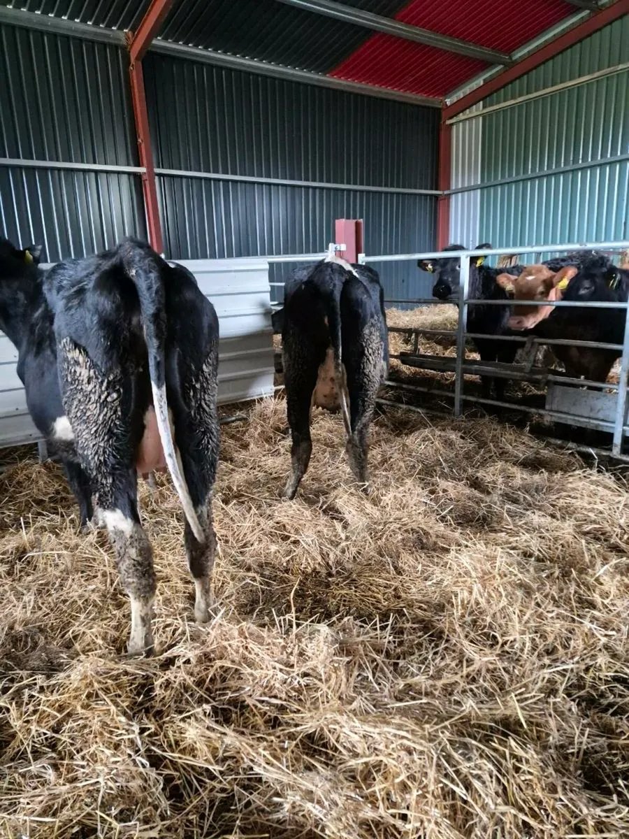 3  Br freisan incalf  heifers - Image 4