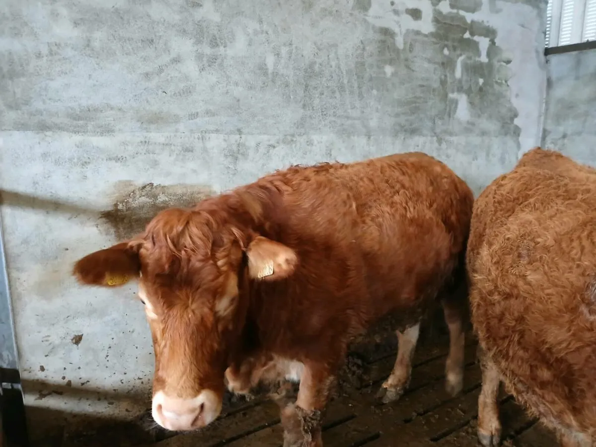 SUPER IN CALF  LIMOUSIN HEIFERS - Image 2