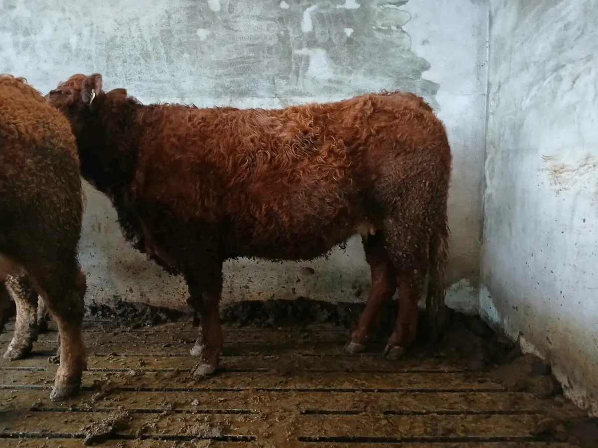 SUPER IN CALF  LIMOUSIN HEIFERS - Image 3
