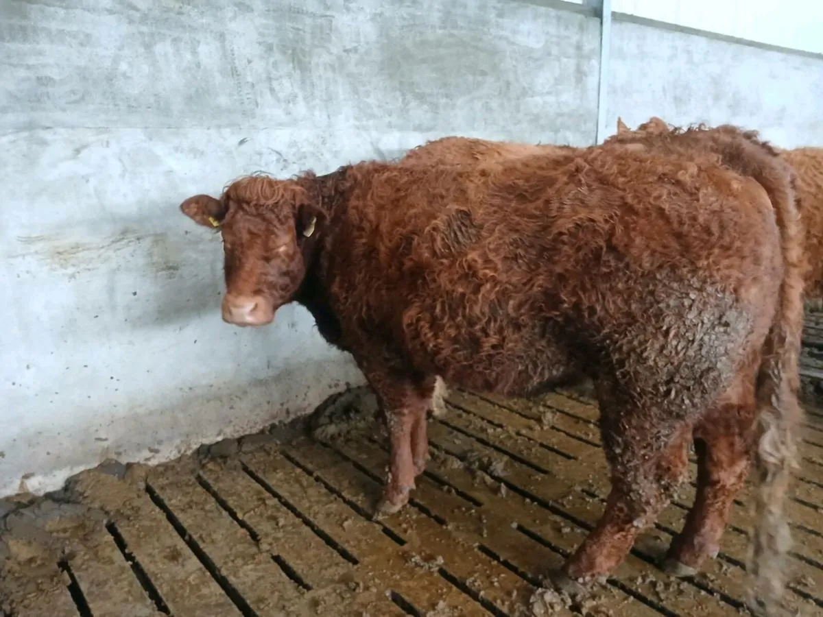 SUPER IN CALF  LIMOUSIN HEIFERS - Image 4