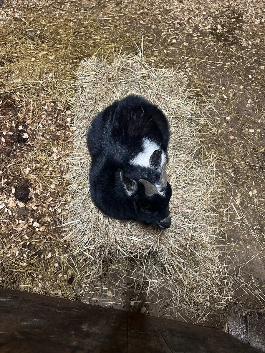 Puk Pygmy goat - Image 3