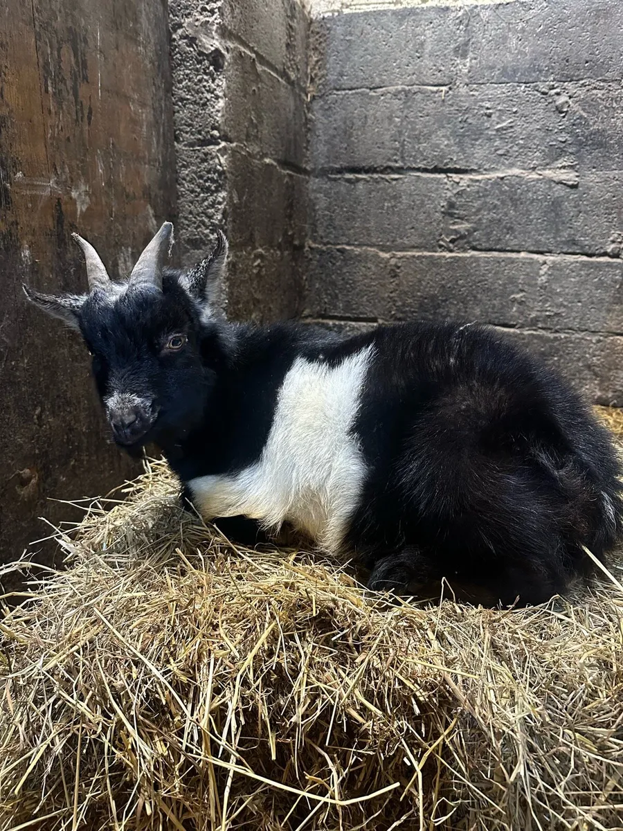 Puk Pygmy goat - Image 4