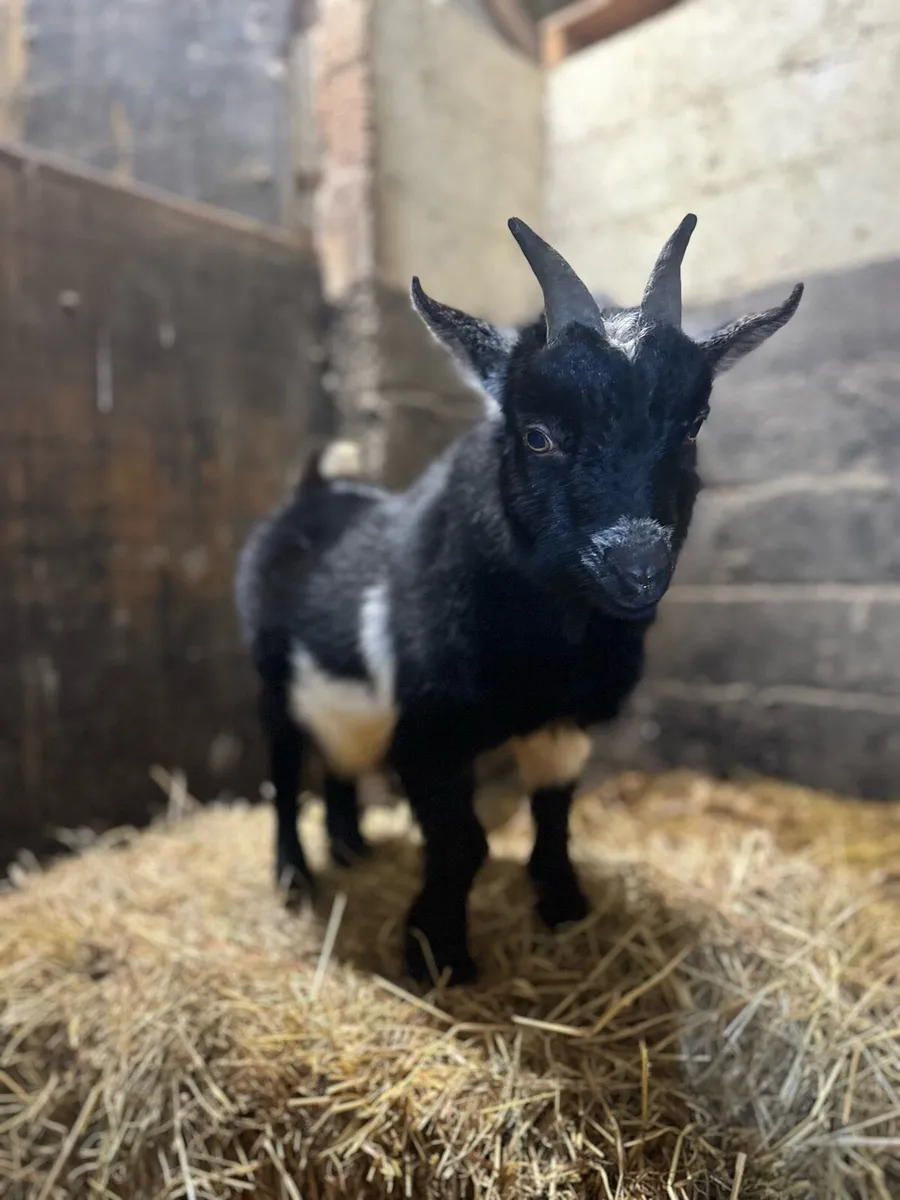Puk Pygmy goat - Image 2