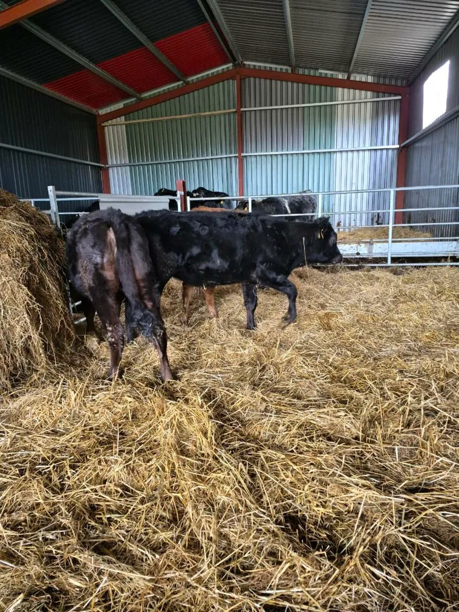 Limousine heifers - Image 4