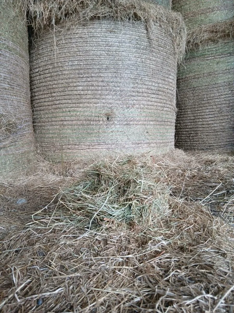 Very good fodder green hay - Image 1