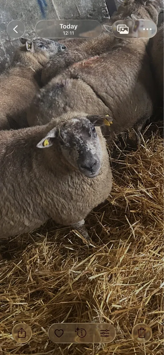Ewe - Image 1