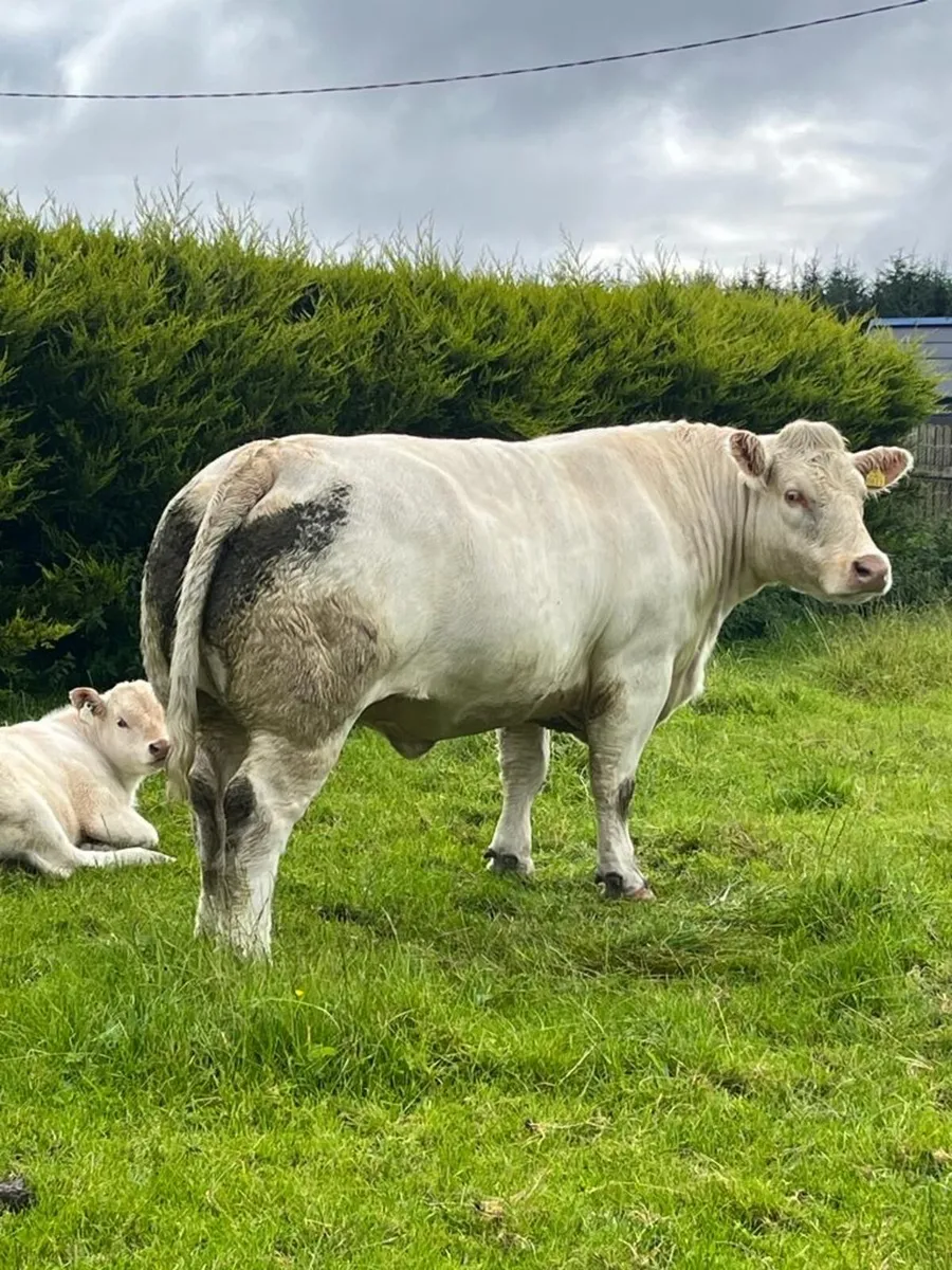 Cf52 charolais bull - Image 3