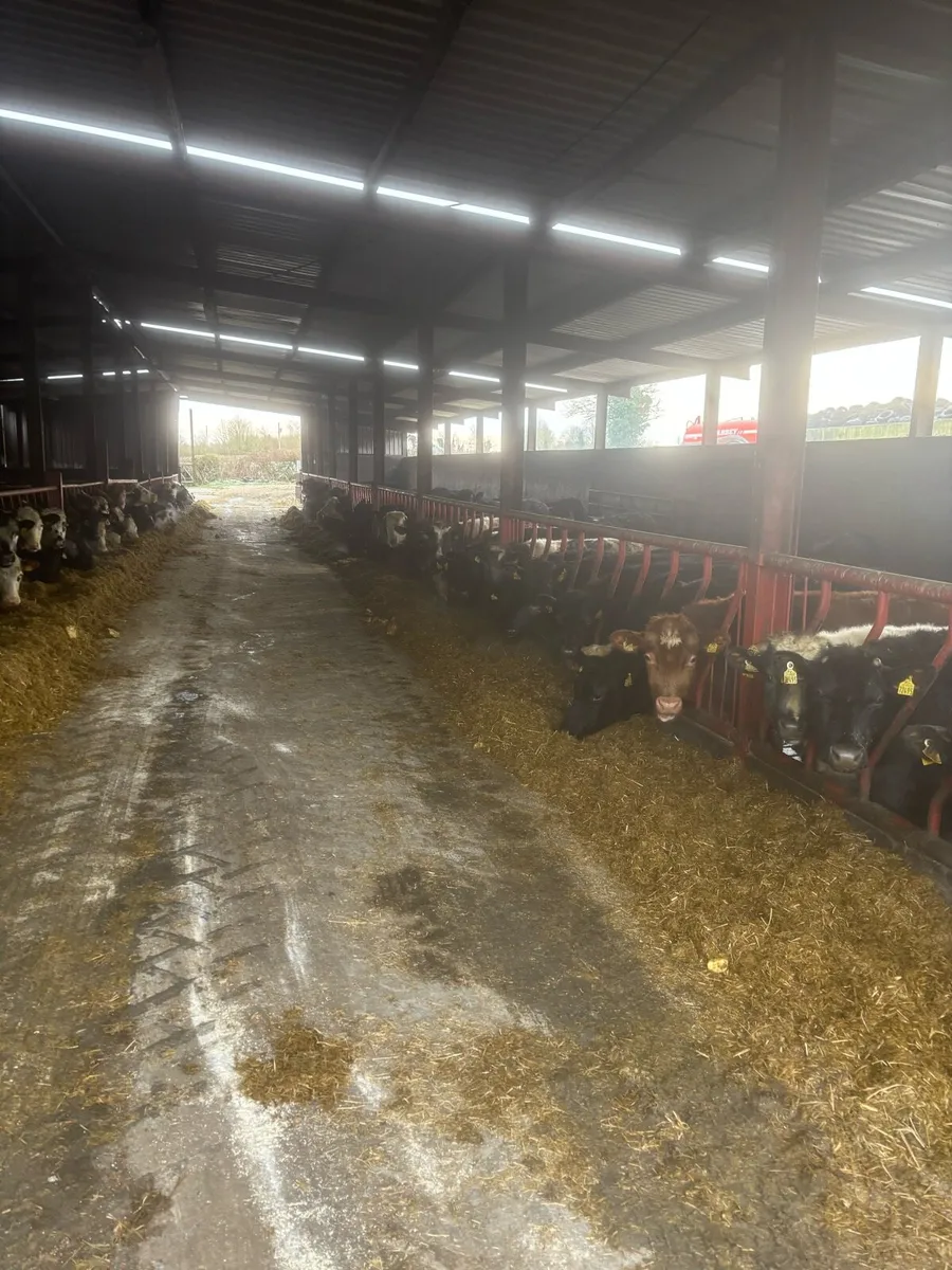 Bullocks and Heifers for Sale - Image 1