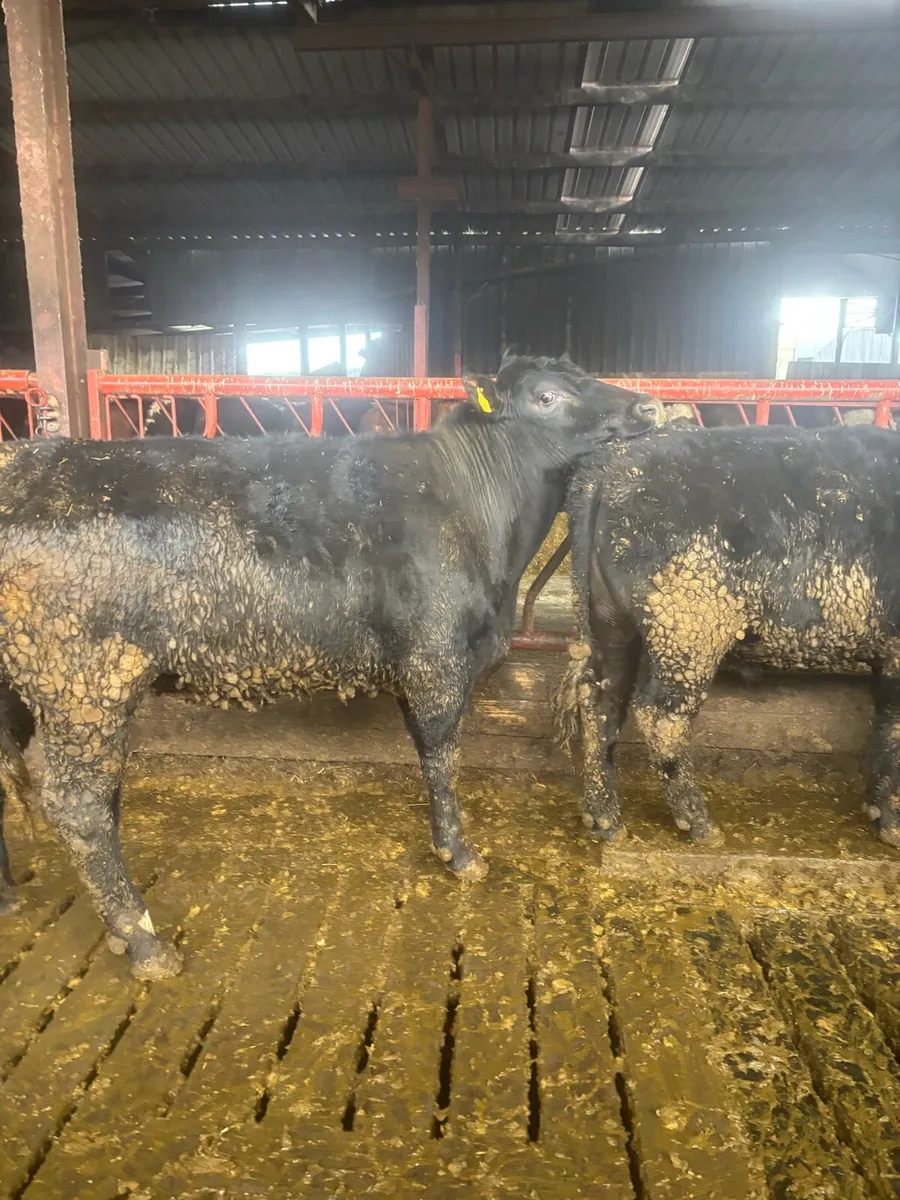 Bullocks and Heifers for Sale - Image 2