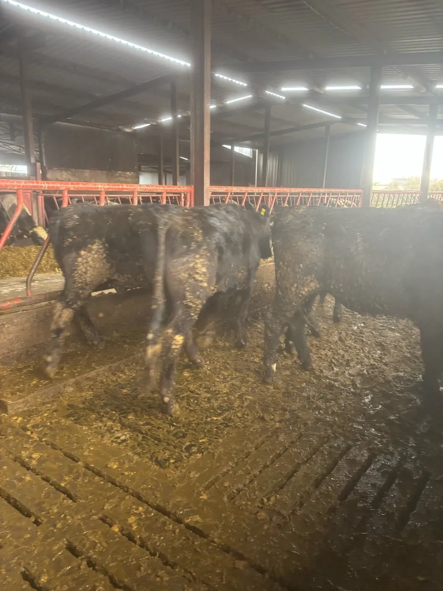Bullocks and Heifers for Sale - Image 3
