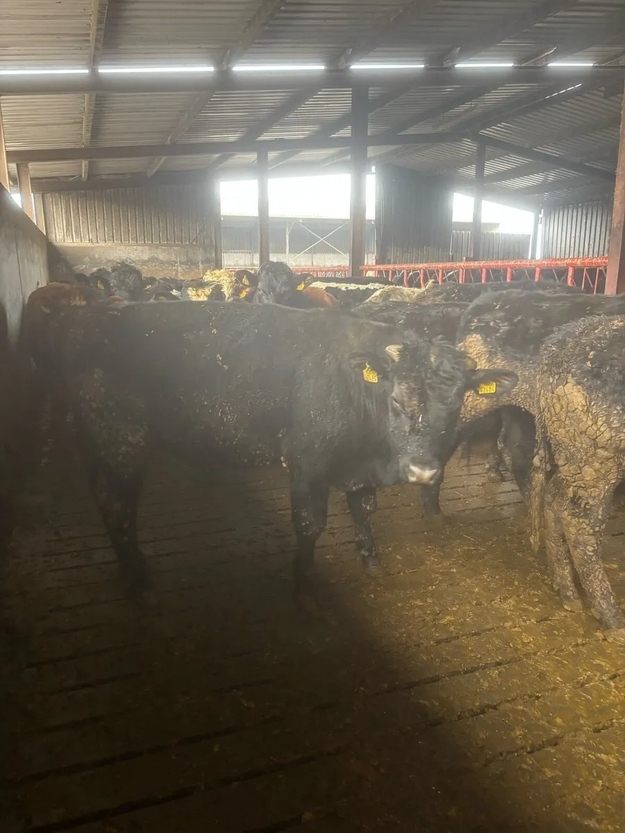 Bullocks and Heifers for Sale - Image 4