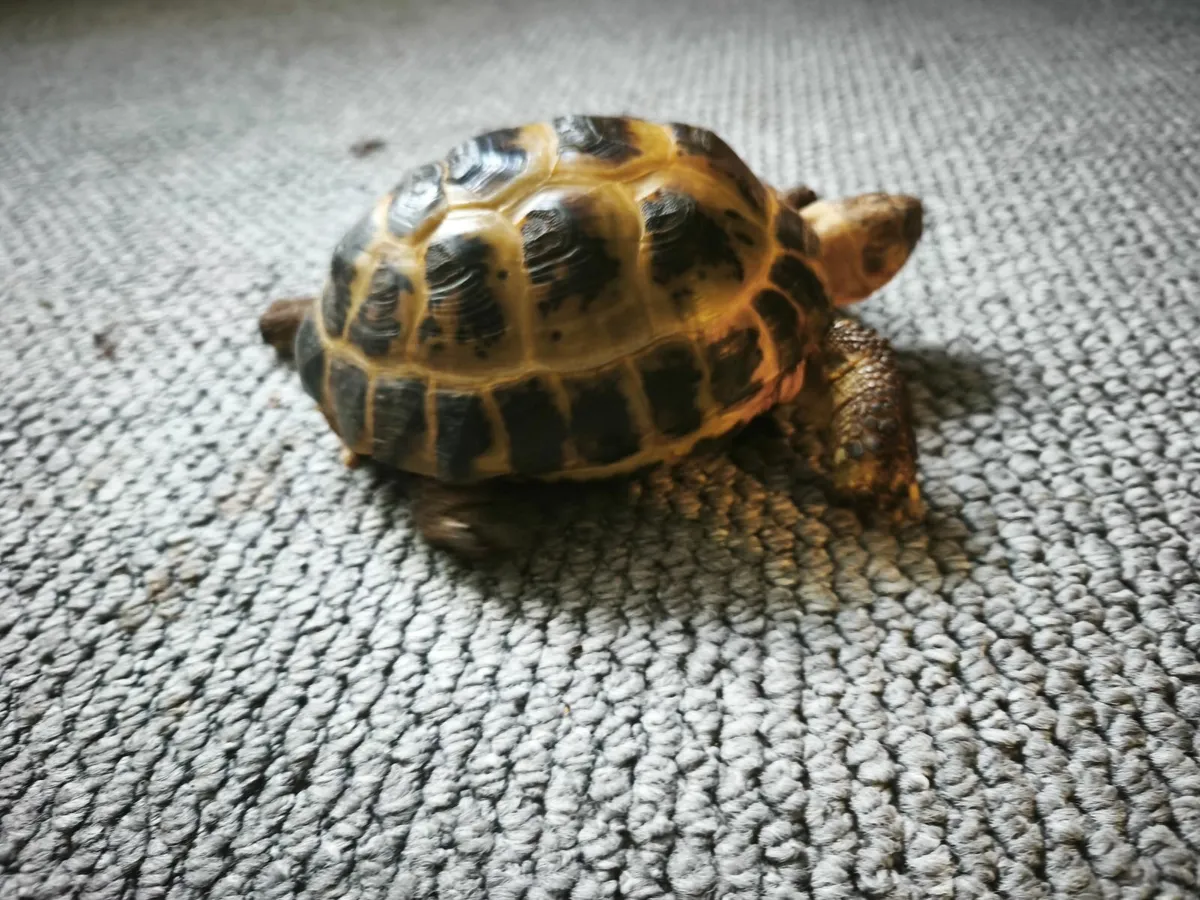 Horsefield russian tortoises - Image 1