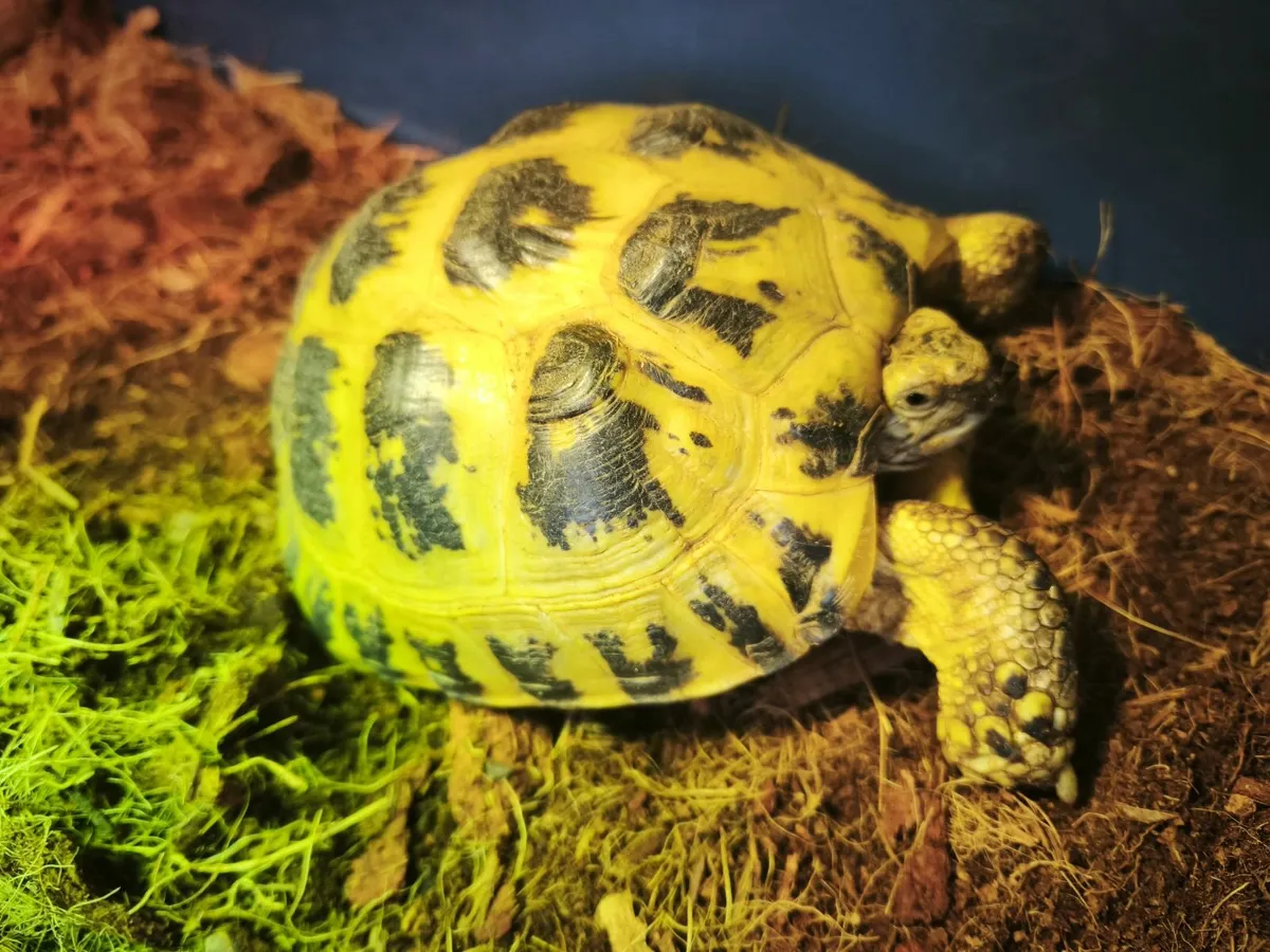 Horsefield russian tortoises - Image 3