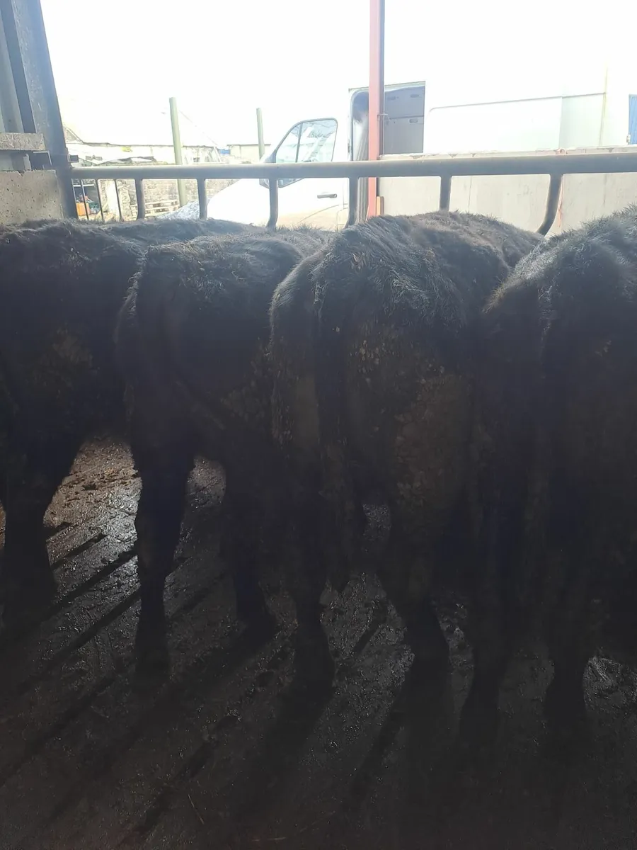 Angus bullocks - Image 3