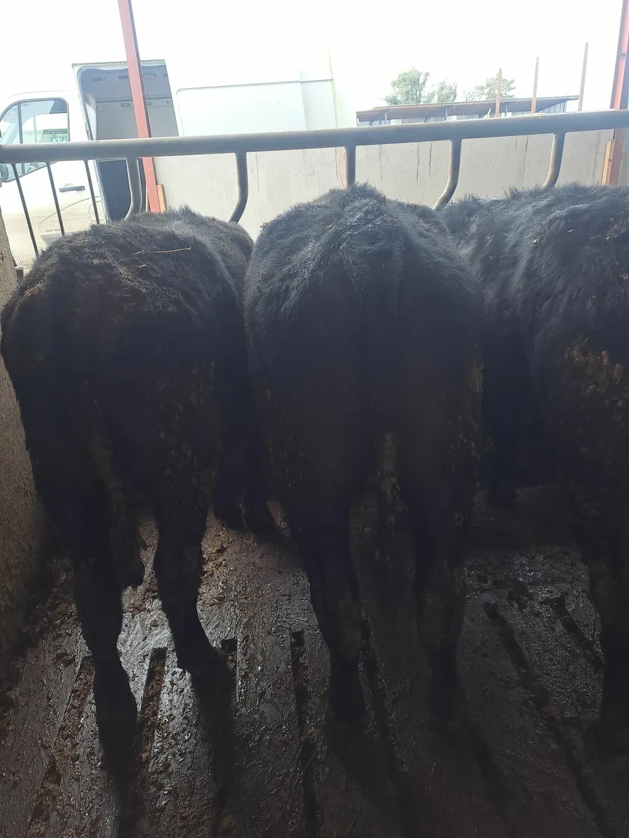 Angus bullocks - Image 4