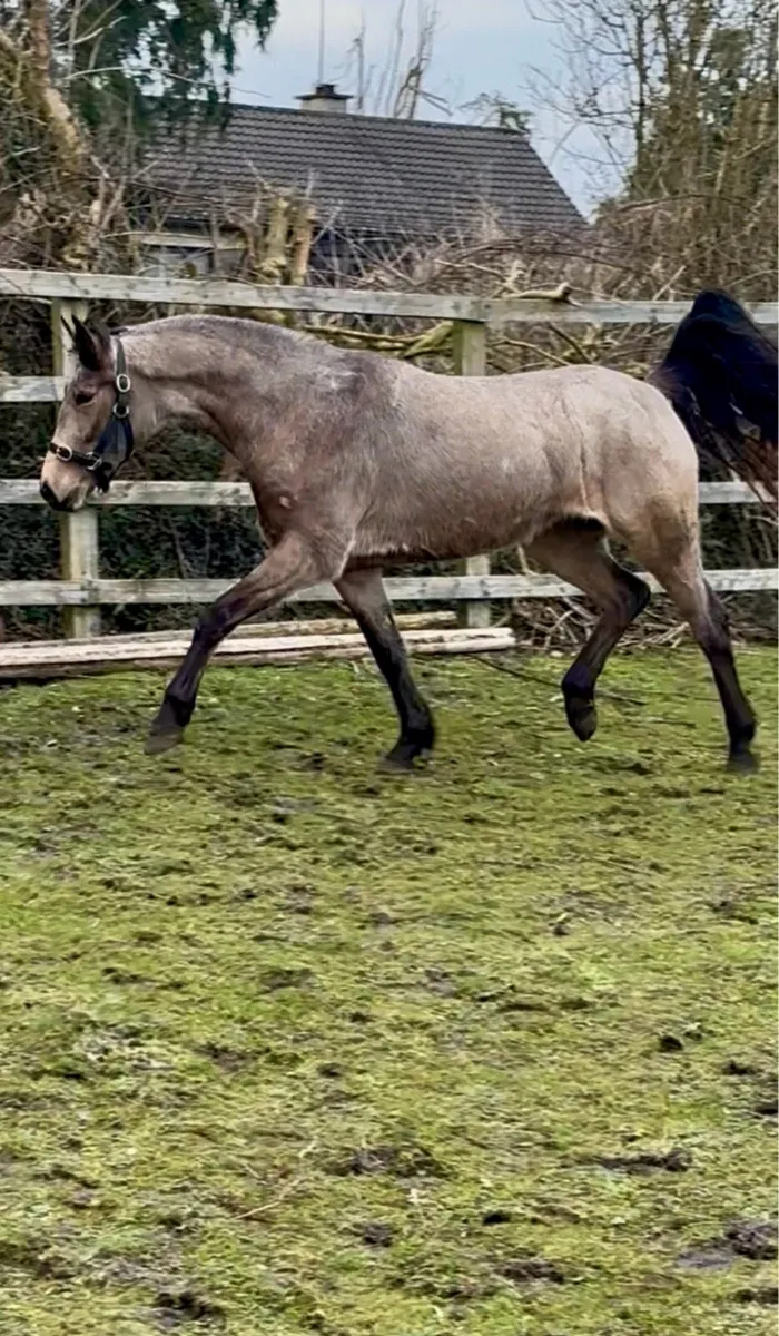 Lot 428 Clifden sales Saturday 21 February - Image 3