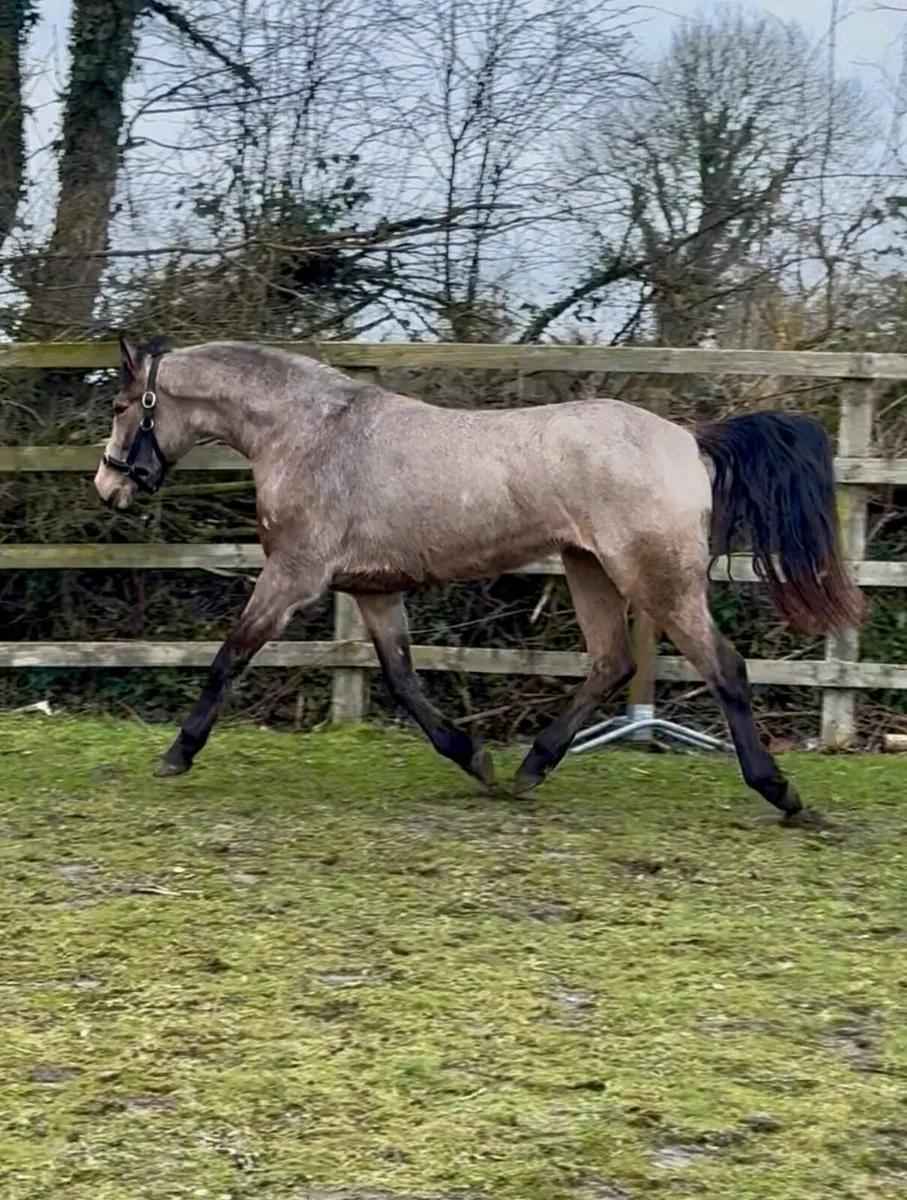 Lot 428 Clifden sales Saturday 21 February - Image 4