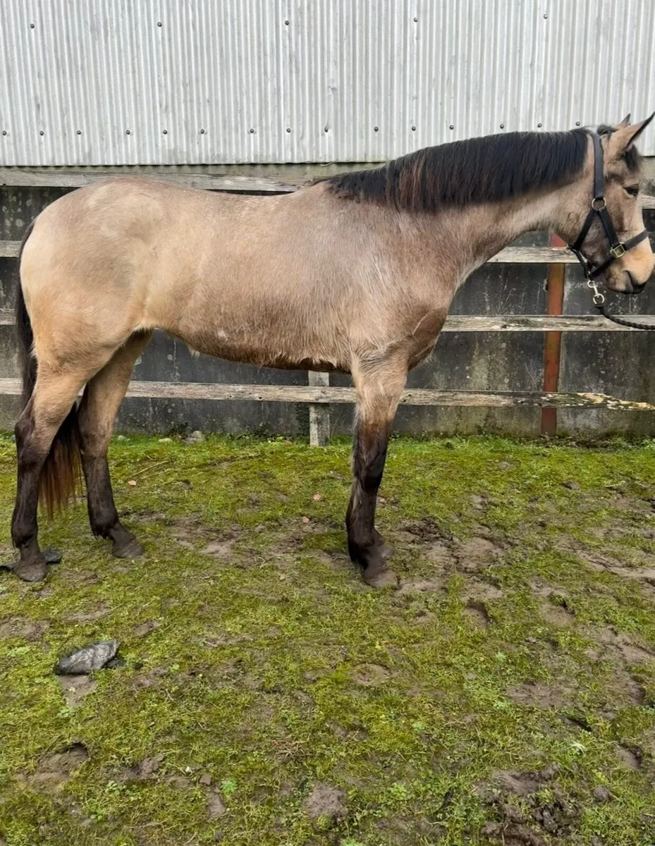 Lot 428 Clifden sales Saturday 21 February - Image 2