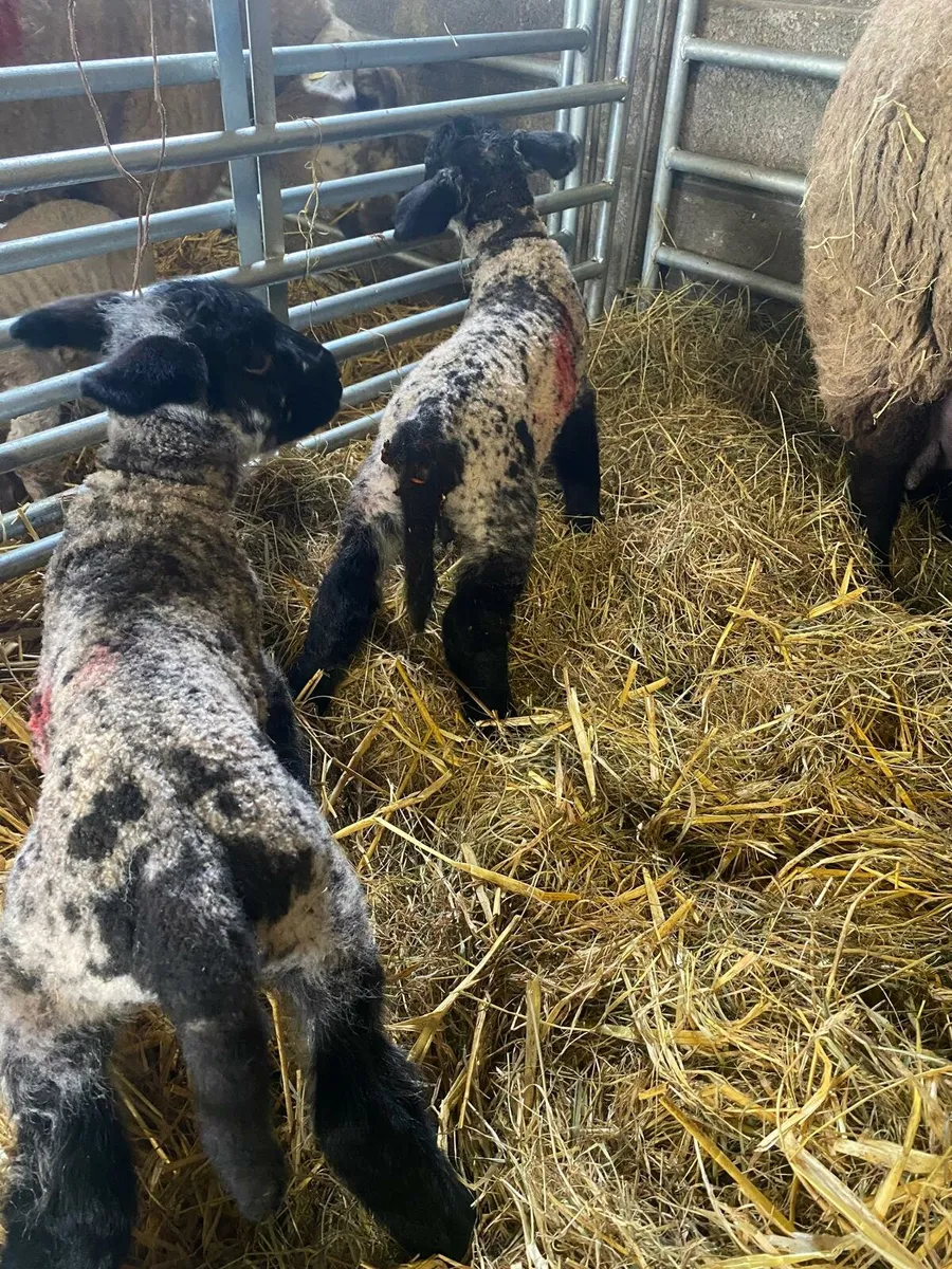Ewes with lambs at foot - Image 1