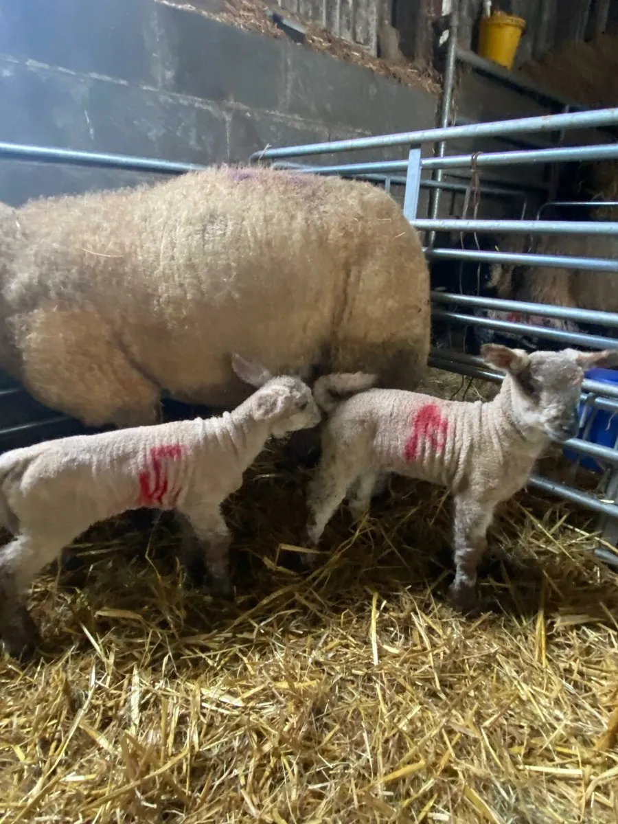 Ewes with lambs at foot - Image 4