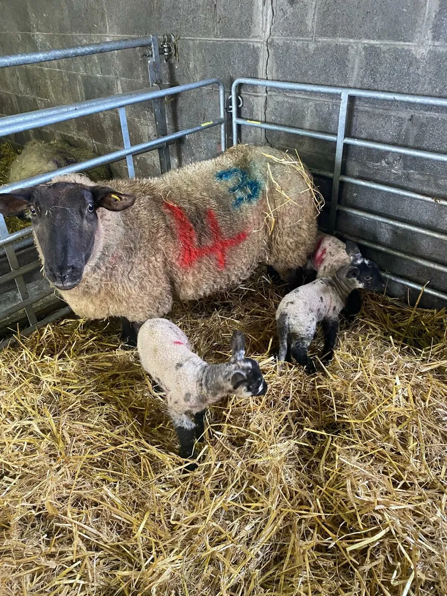 Ewes with lambs at foot - Image 3