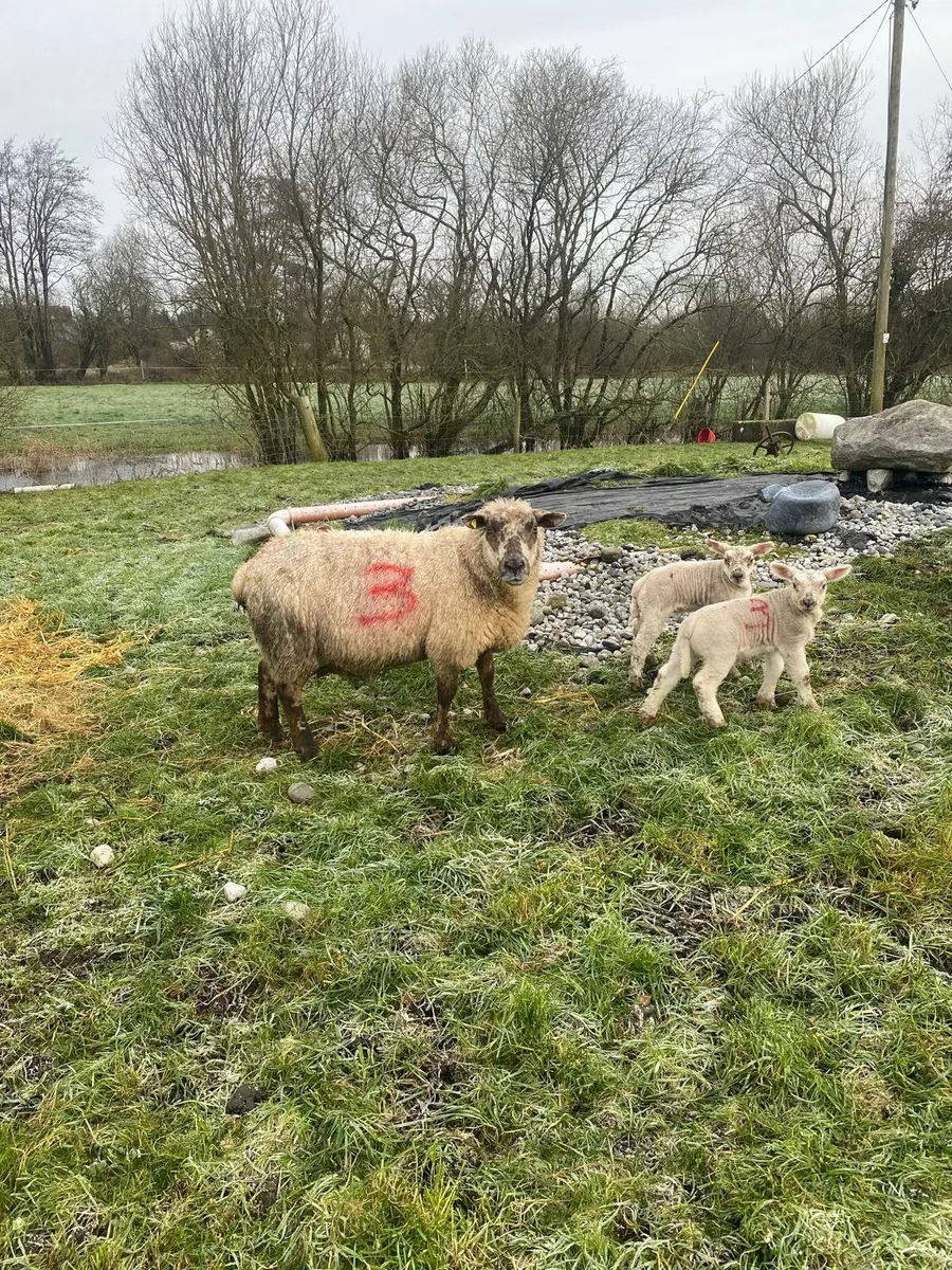 Ewes with lambs at foot - Image 2