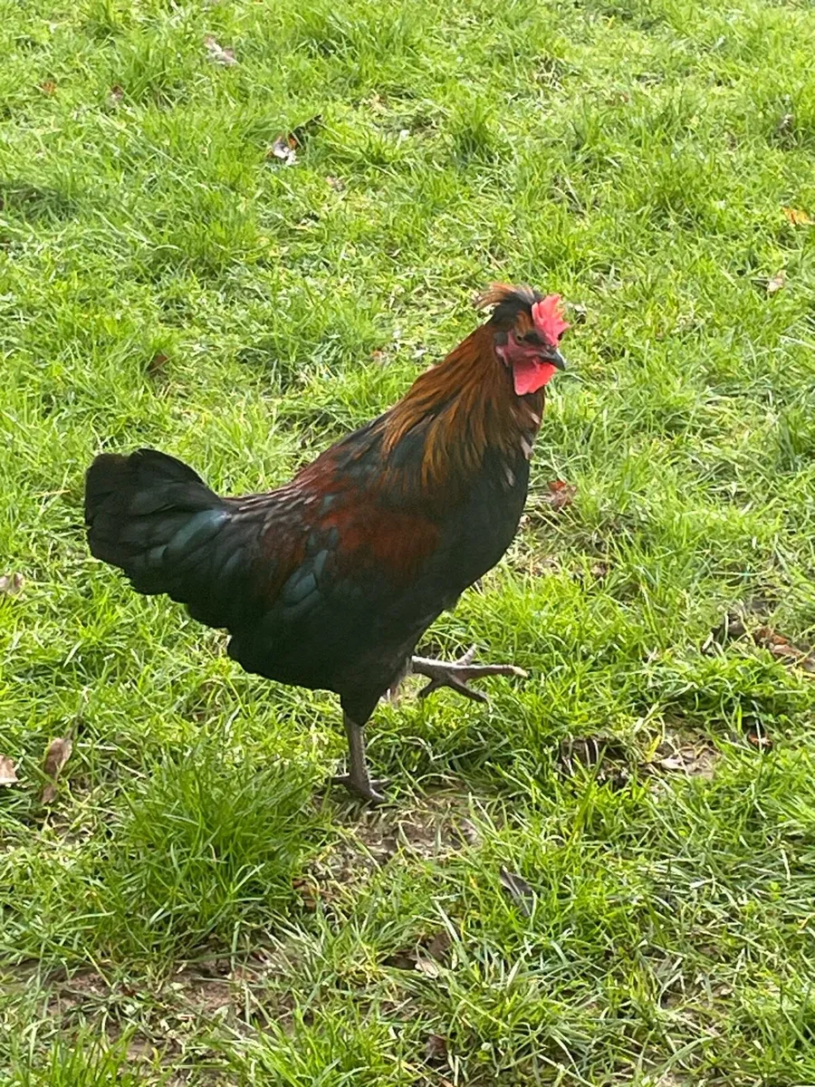Cock, free - Image 2