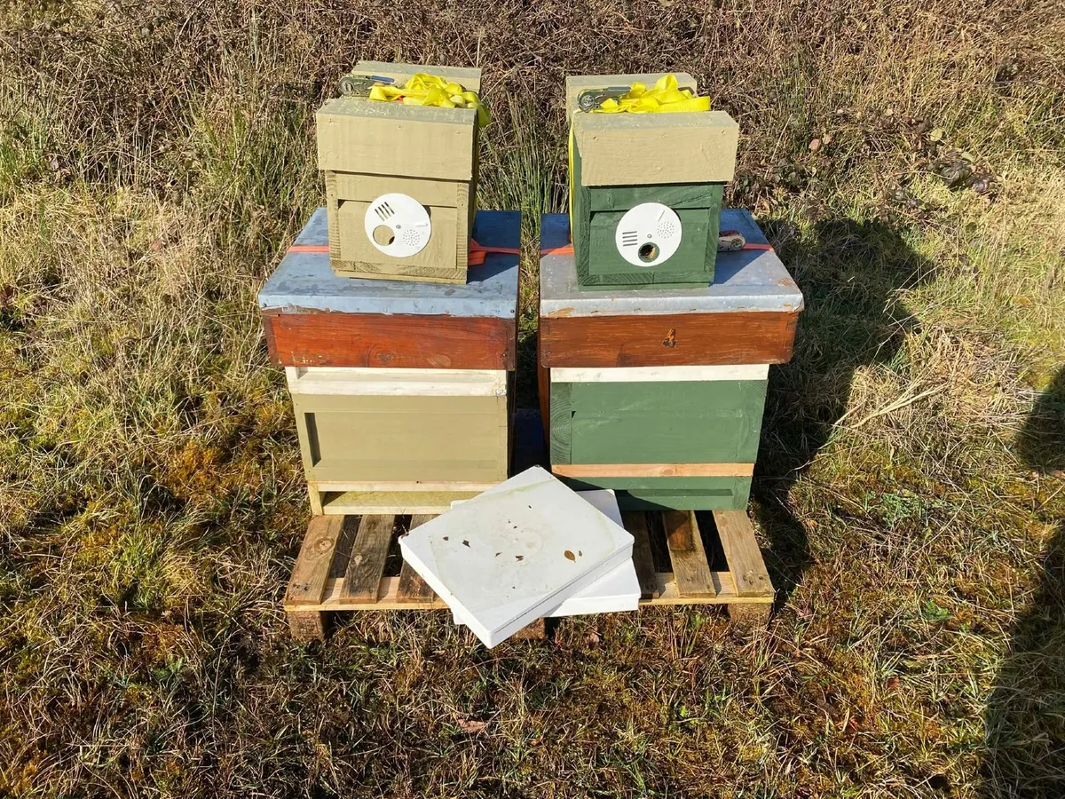Job Lot of Beekeeping Equipment - Image 1