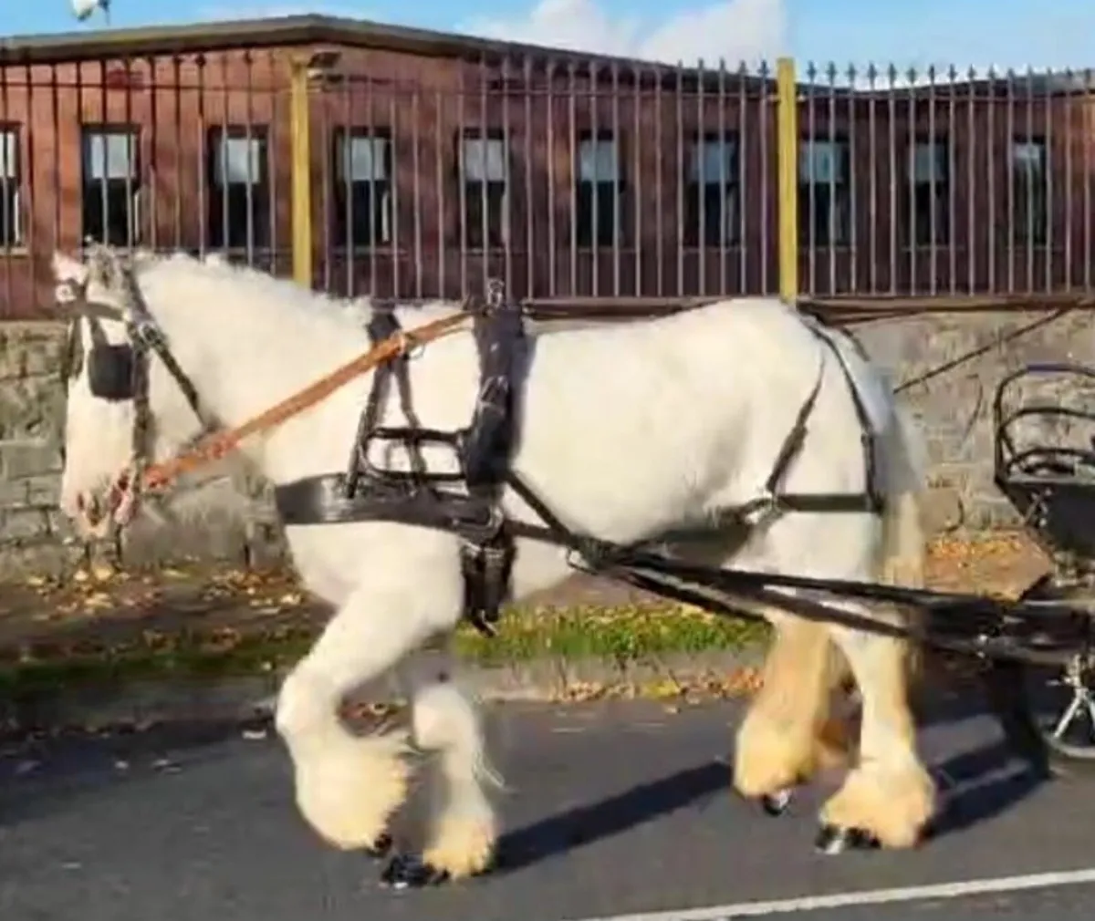 Grey Cob Pony - Image 1