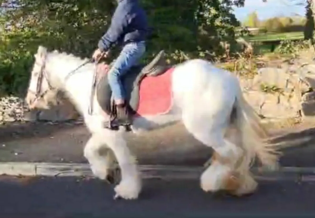 Grey Cob Pony - Image 2