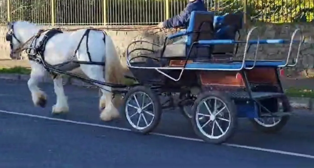 Grey Cob Pony - Image 4