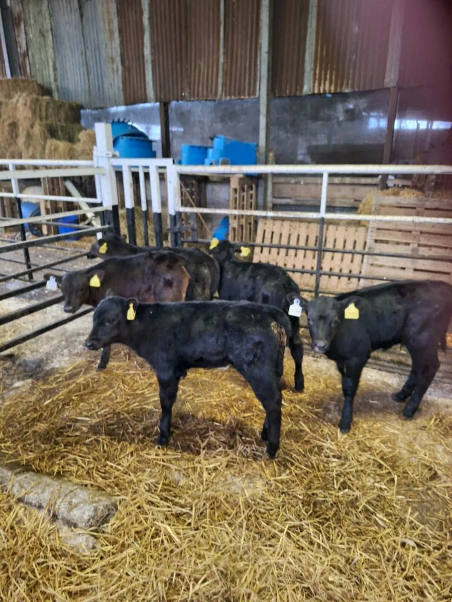 Calves - Image 1