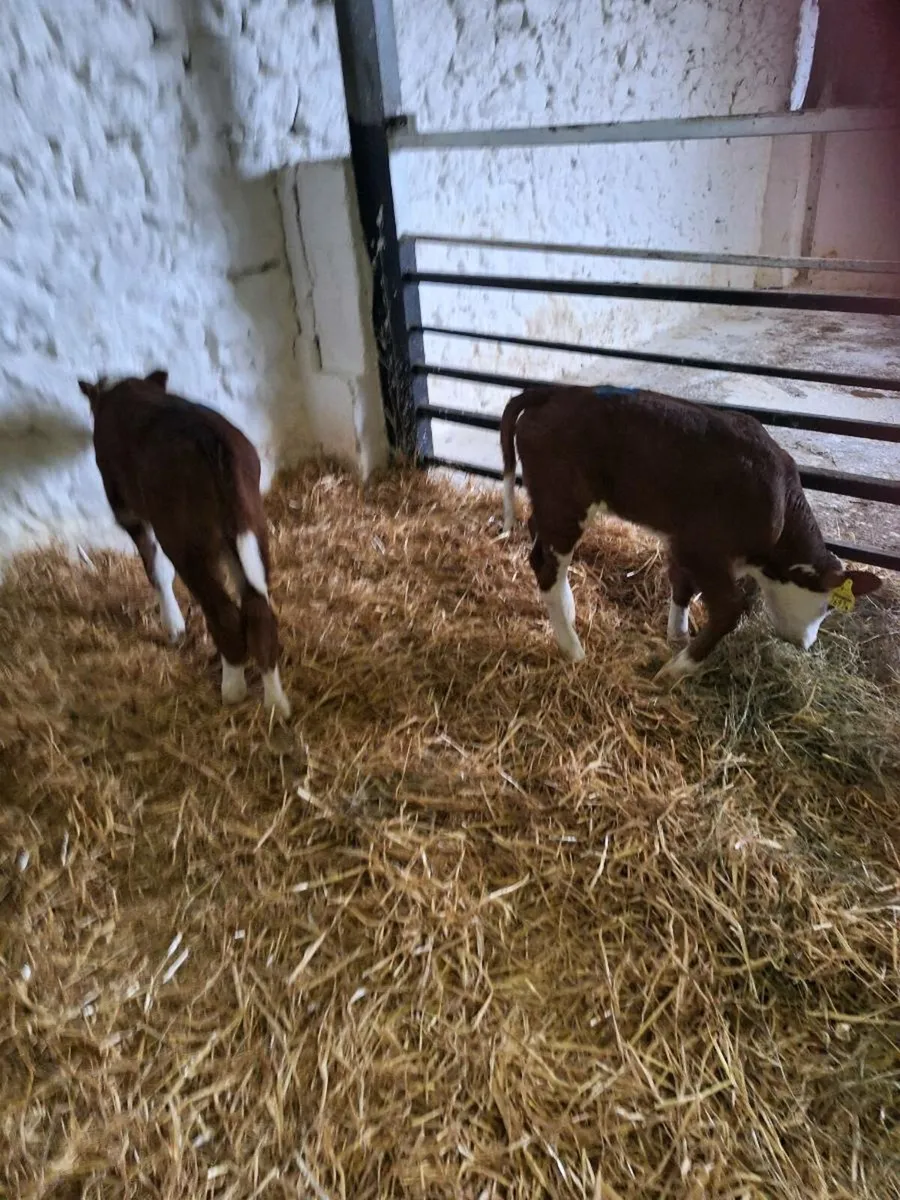 Calves - Image 2
