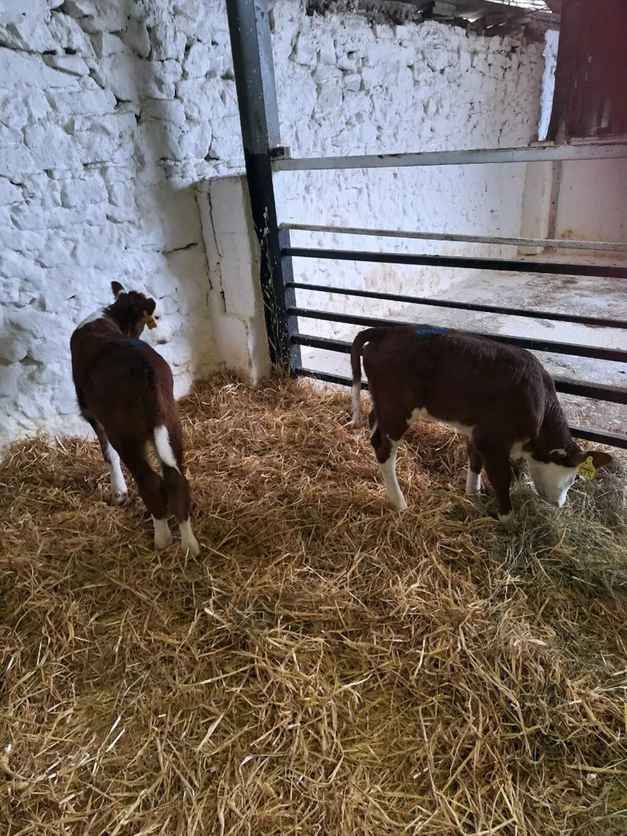 Calves - Image 3