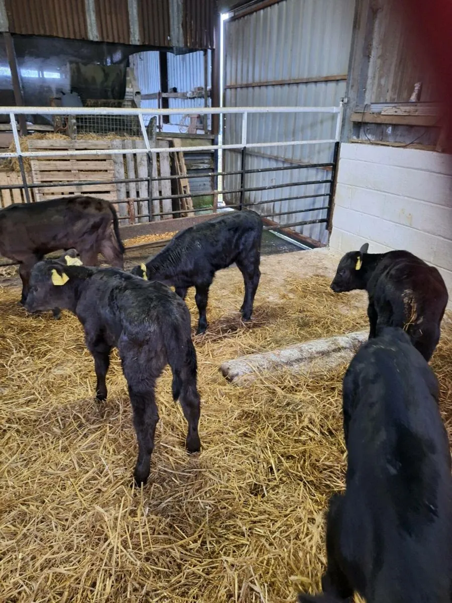 Calves - Image 4