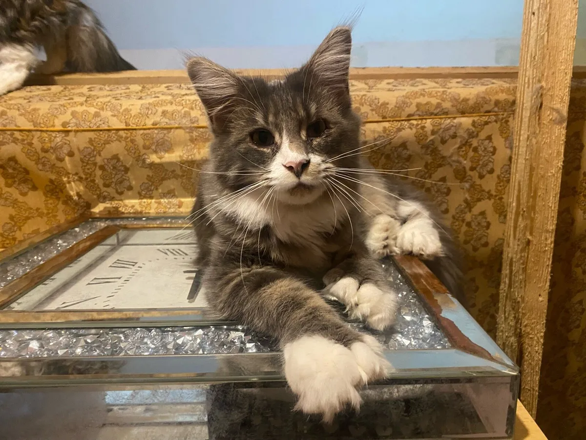 Maine Coon kitten polydactyl - Image 1