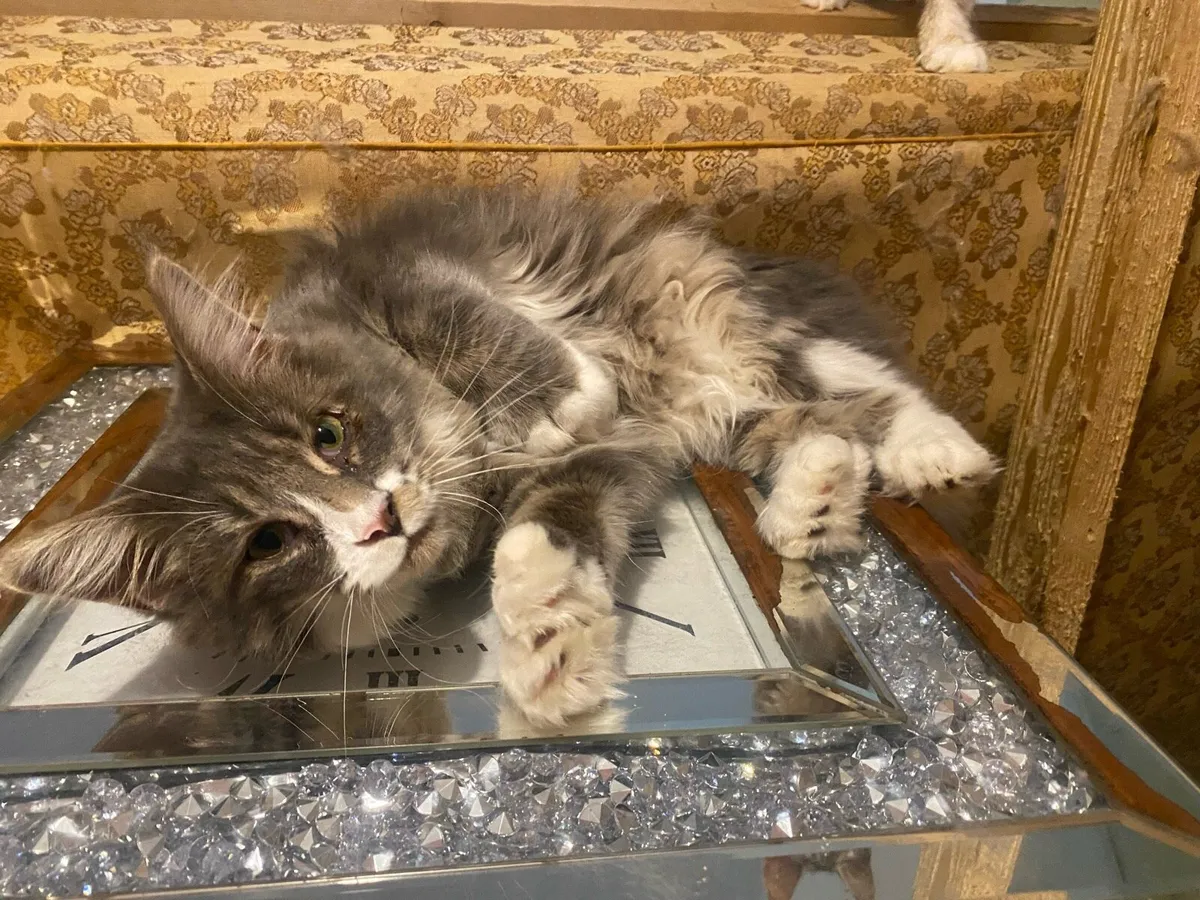 Maine Coon kitten polydactyl - Image 3