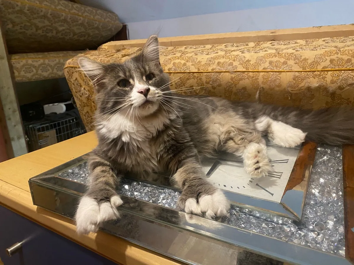 Maine Coon kitten polydactyl - Image 4