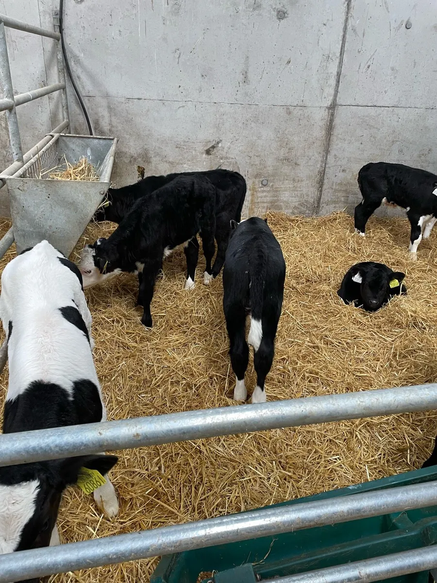 Calves - Image 2