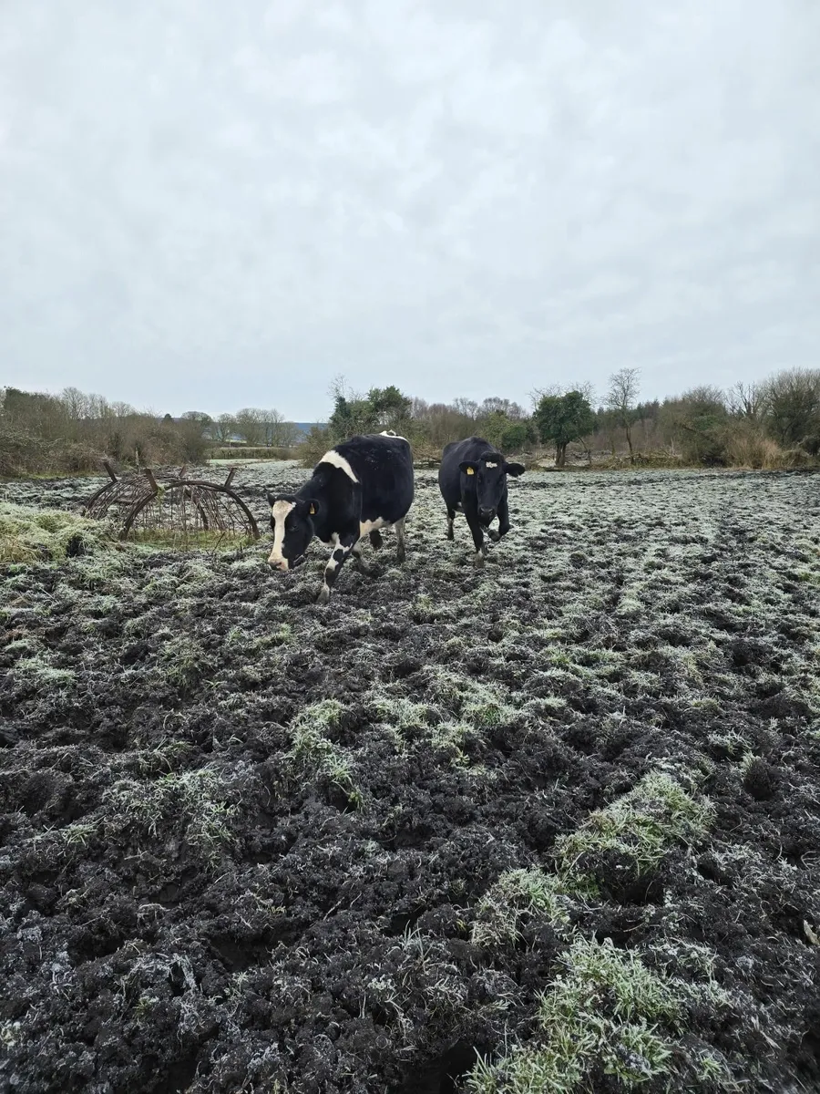 11 Friesan Cows Not in Calf - Image 1