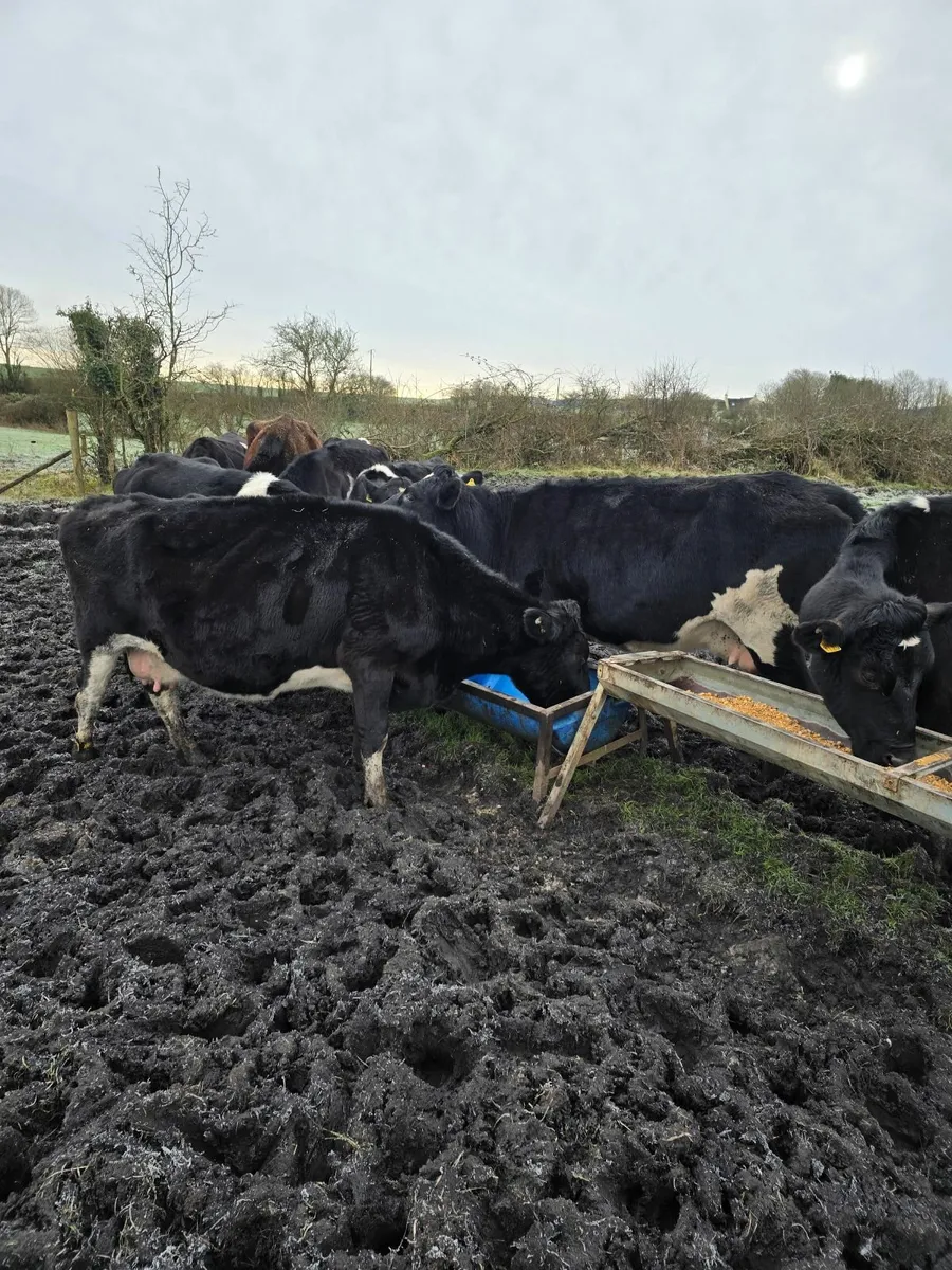 11 Friesan Cows Not in Calf - Image 3