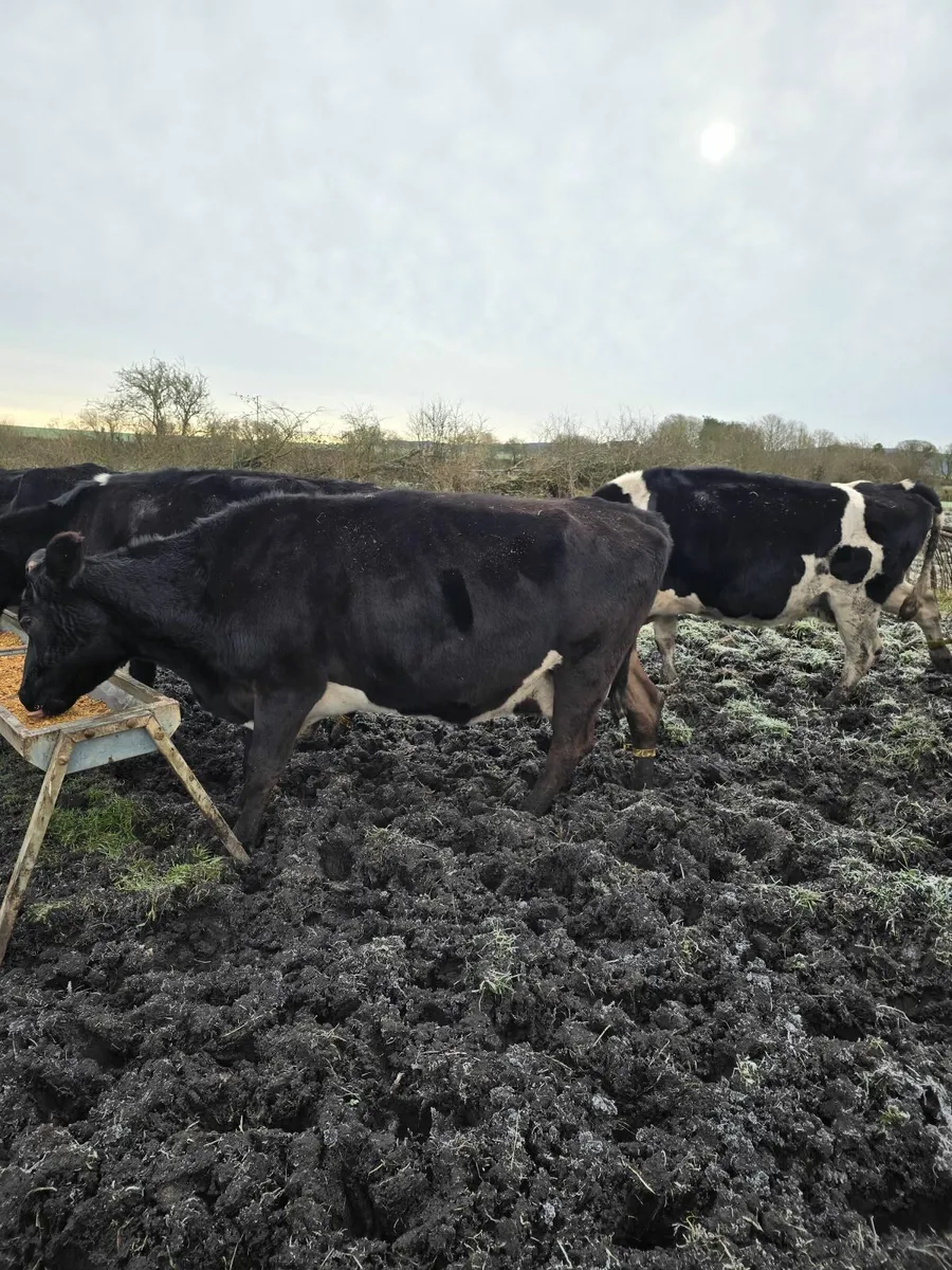 11 Friesan Cows Not in Calf - Image 2