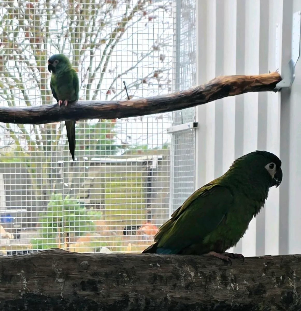 Illager macaws - Image 2