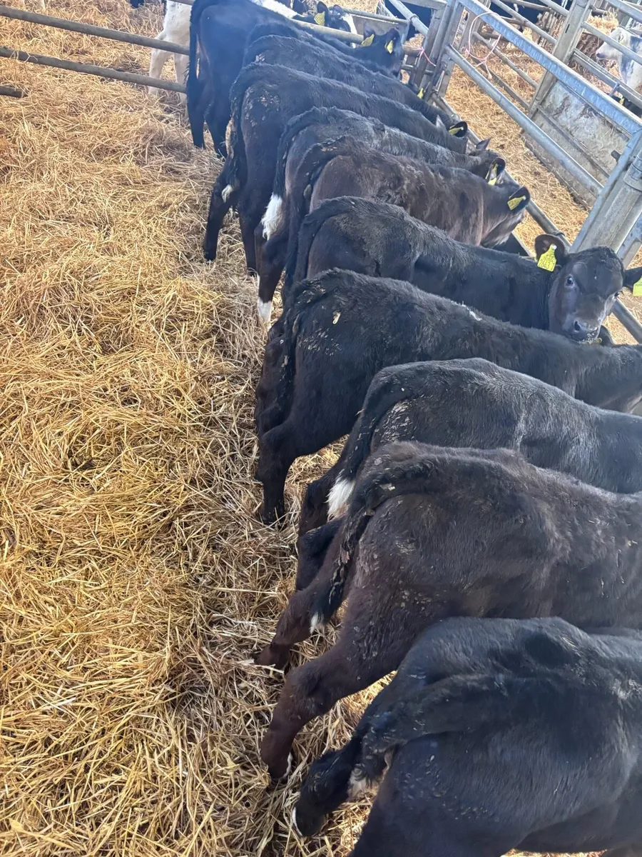 Angus heifers. - Image 1