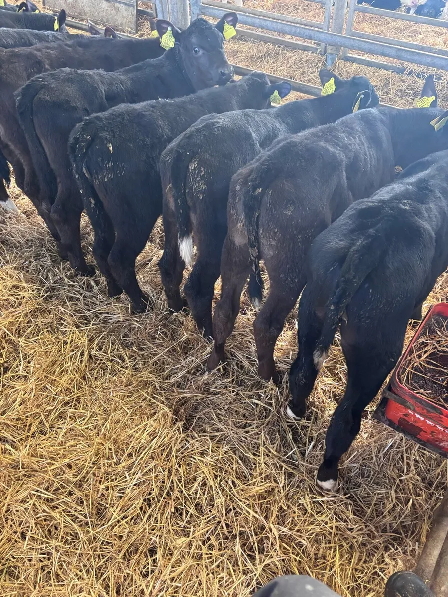 Angus heifers. - Image 2
