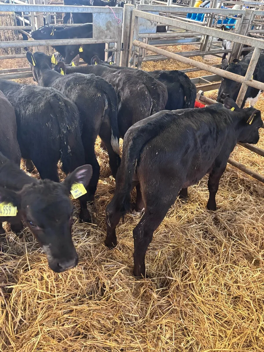 Angus heifers. - Image 3