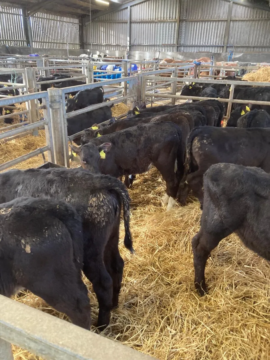 Angus heifers. - Image 4