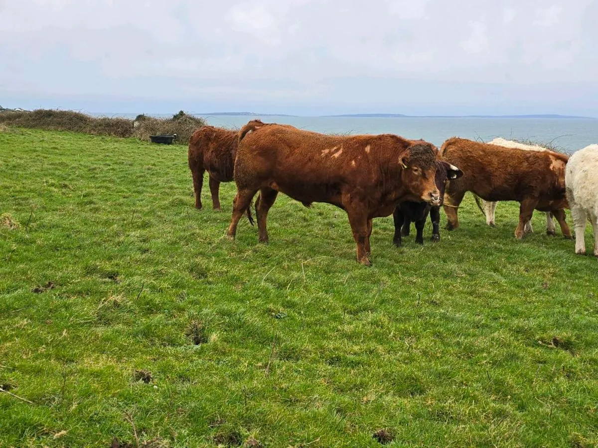 ⭐ 3YO Pedigree Limestone Bull – 5⭐ Terminal – SCEP - Image 1