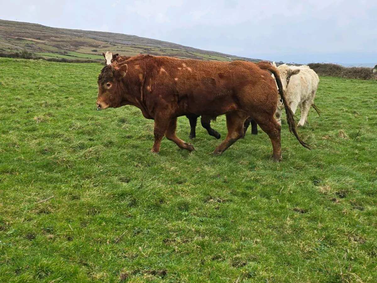 ⭐ 3YO Pedigree Limestone Bull – 5⭐ Terminal – SCEP - Image 2