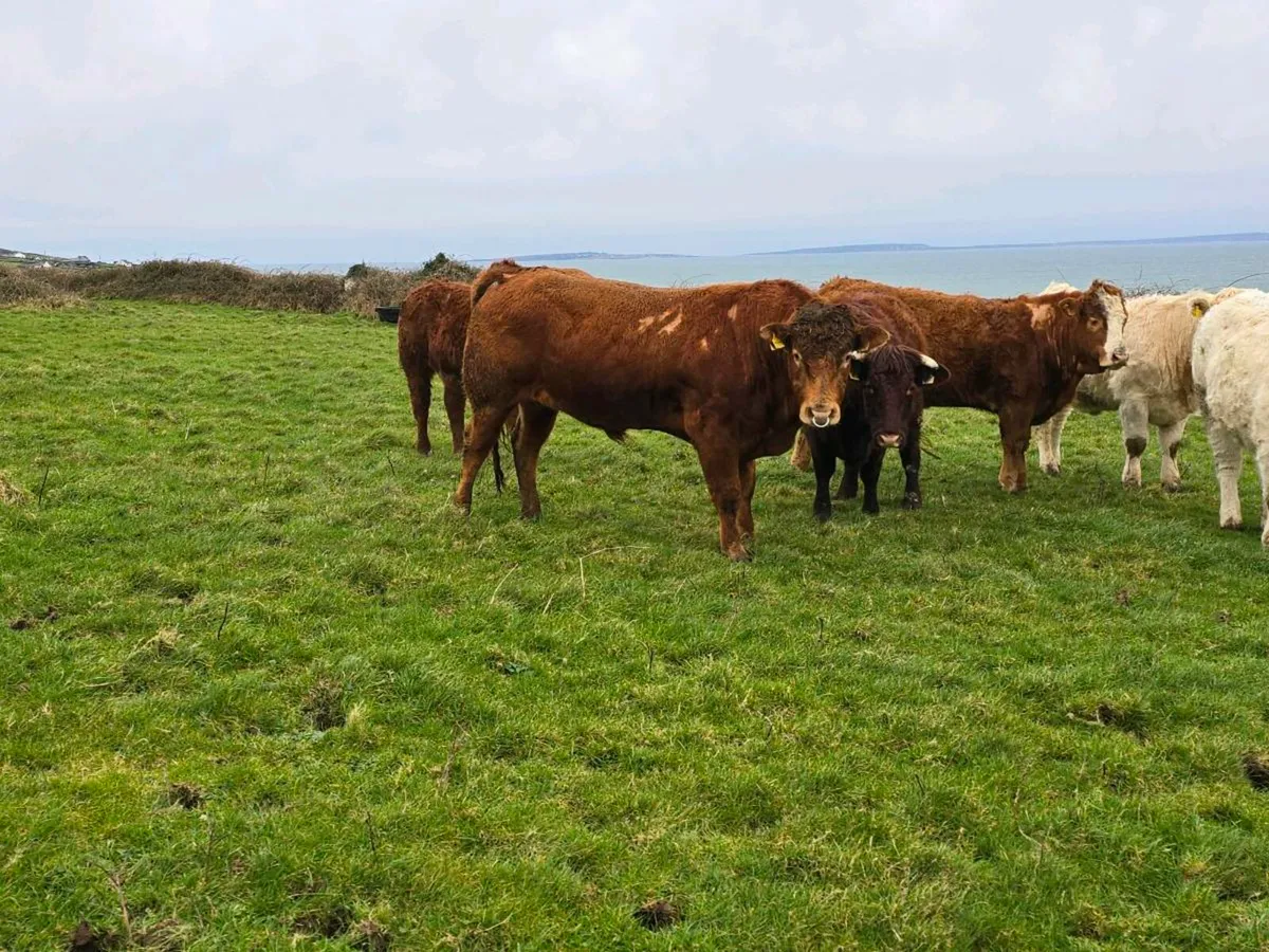 ⭐ 3YO Pedigree Limestone Bull – 5⭐ Terminal – SCEP - Image 3